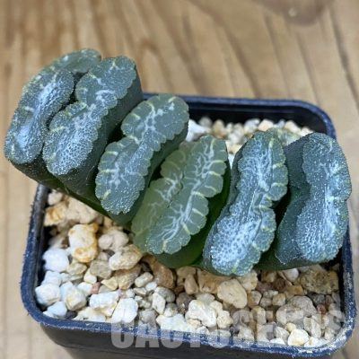 SH13144 Haworthia truncata