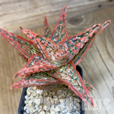 SH4725 Aloe TCT hybrid