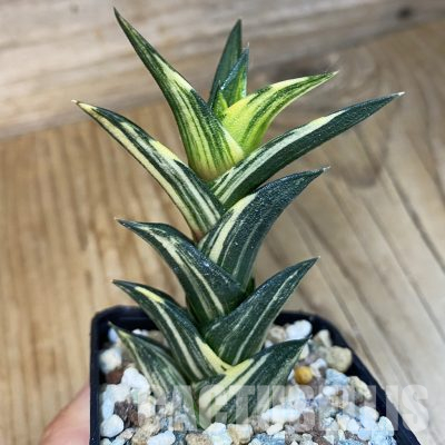 SH22991 Haworthiopsis viscosa f. variegata