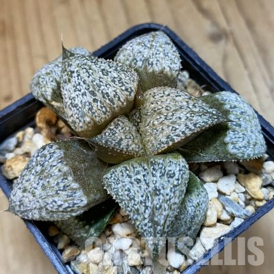 SH8031 Haworthia magnifica v. splendens GM456