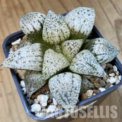 SH17679 Haworthia picta 'Snow White Silver'