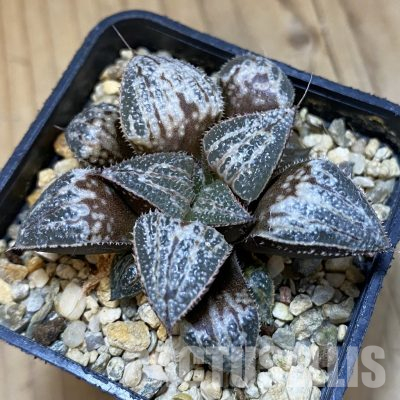 SH21983 Haworthia 'Yuki Keshiki'
