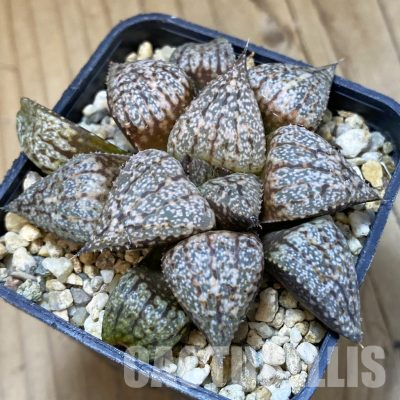 SH17685 Haworthia picta -Japan-