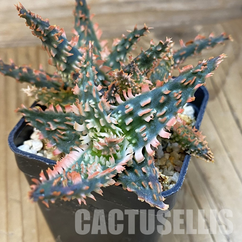 SH26025 Aloe TCT hybrid