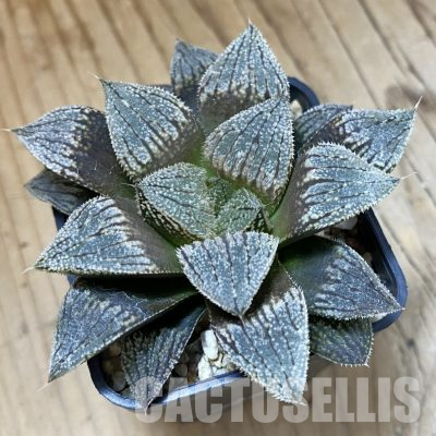 SH16096 Haworthia pygmaea hybrid -Japan-