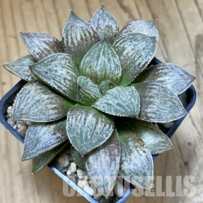 VVG16074 Haworthia 'Yumedono' hybrid F2