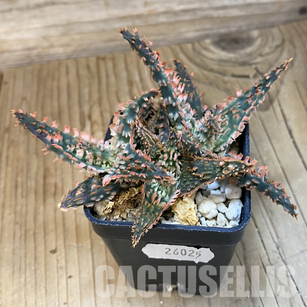 SH26025 Aloe TCT hybrid - Image 2