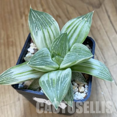 SH22586 Haworthia 'Milky way'