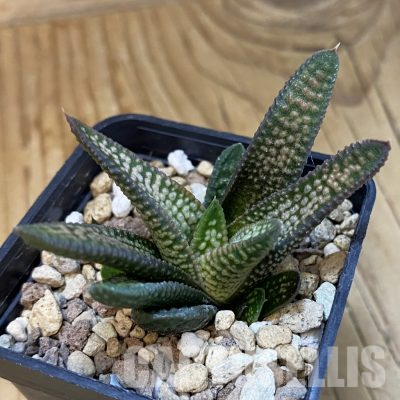 SH21832 Haworthia pumila x koelmaniorum
