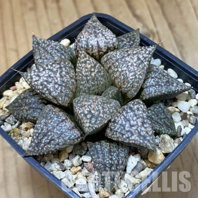 SH16607 Haworthia picta -Japan-