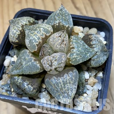 SH17126 Haworthia emelyae mutant