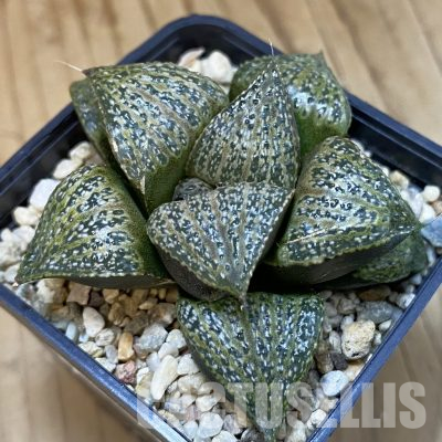 SH23094 Haworthia splendens