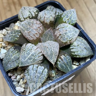 SH23074 Haworthia splendens 'Nautilus'