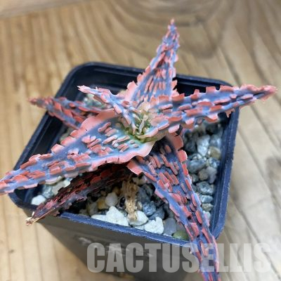 SH28857 Aloe TCT hybrid