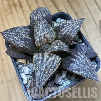 SH23075 Haworthia splendens hybrid