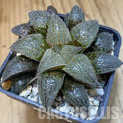 SH15671 Haworthia mirabilis v. pilosa