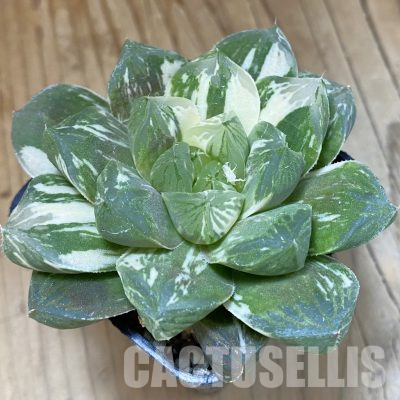 SH12012 Haworthia obtusa 'Marin' f. variegata
