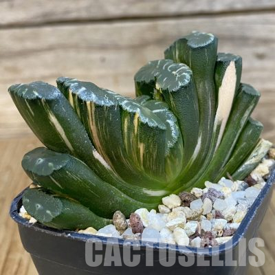 SH14745 Haworthia truncata f. variegata -Japan-