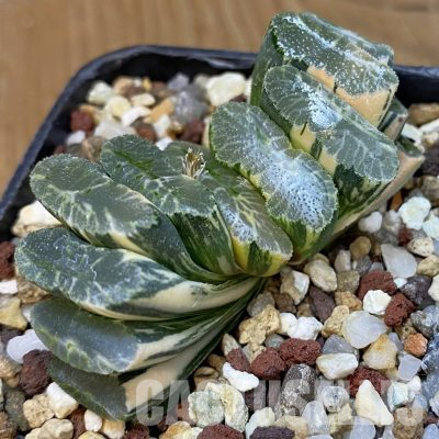 SH14751 Haworthia truncata f. variegata -Japan-