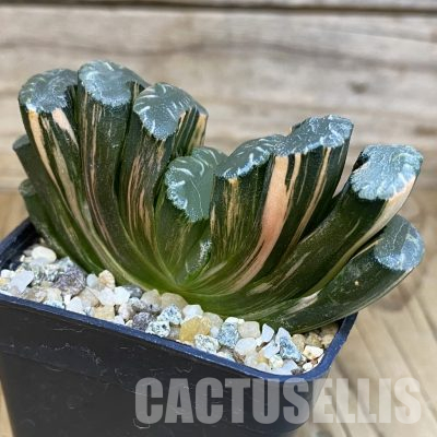 SH15651 Haworthia truncata f. variegata