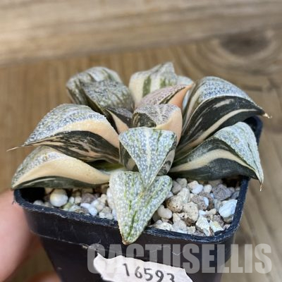 SH16593 Haworthia splendens f. variegata