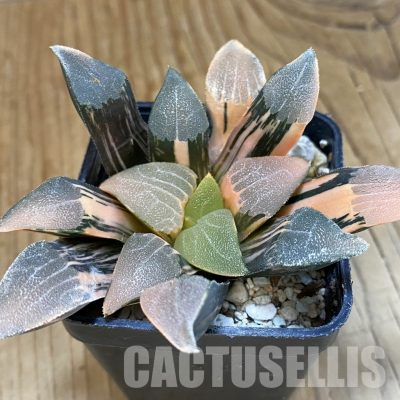 SH12442 Haworthia bayeri f. variegata