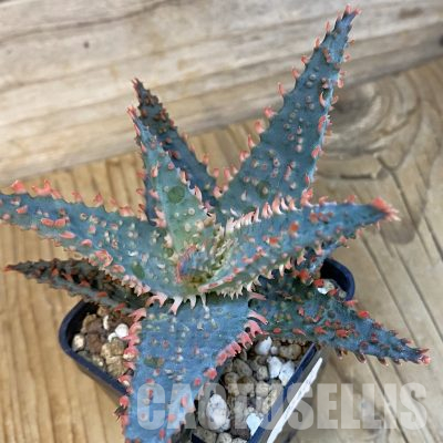 SH25606 Aloe TCT hybrid