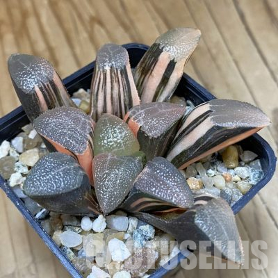 SH13174 Haworthia bayeri f. variegata