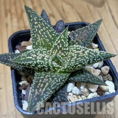 SH25632 Haworthia ‘Kintaikyo’ x pumila ‘Donut’