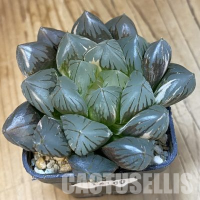 SH16100 Haworthia obtusa 'Black' f. variegata