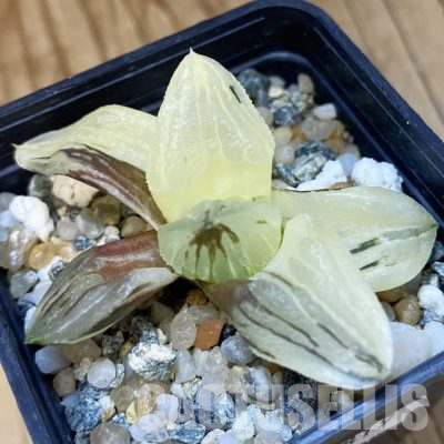 SH16819 Haworthia 'Ice City' f. variegata