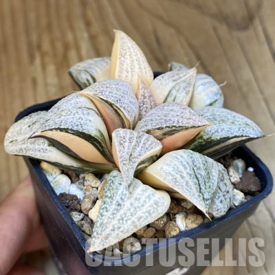 SH16832 Haworthia splendens f. variegata