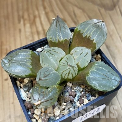 SH28522 Haworthia comptoniana 'Corn Poppy'