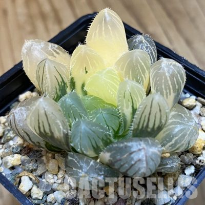 SH27929 Haworthia obtusa f. variegata
