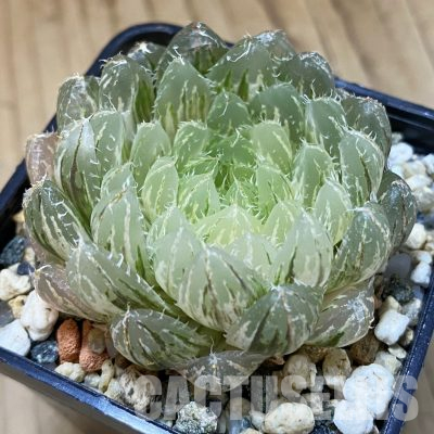 SH28014 Haworthia obtusa ‘Emerald Cloud’ f. variegata