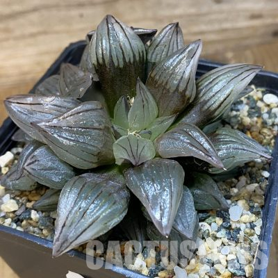 SH24486 Haworthia atrofusca 'Watermelon'