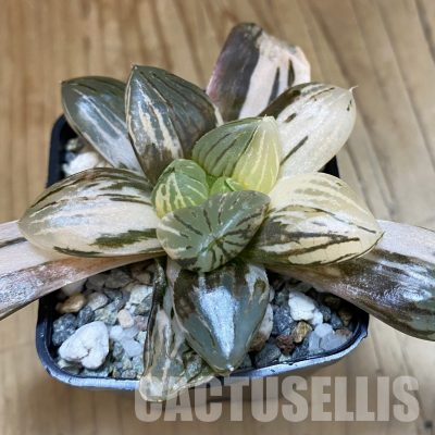 SH26839 Haworthia obtusa f. variegata