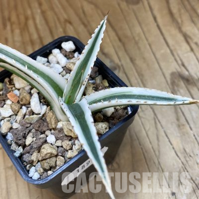 SH18914 Agave victoriae-reginae 'White Rhino'