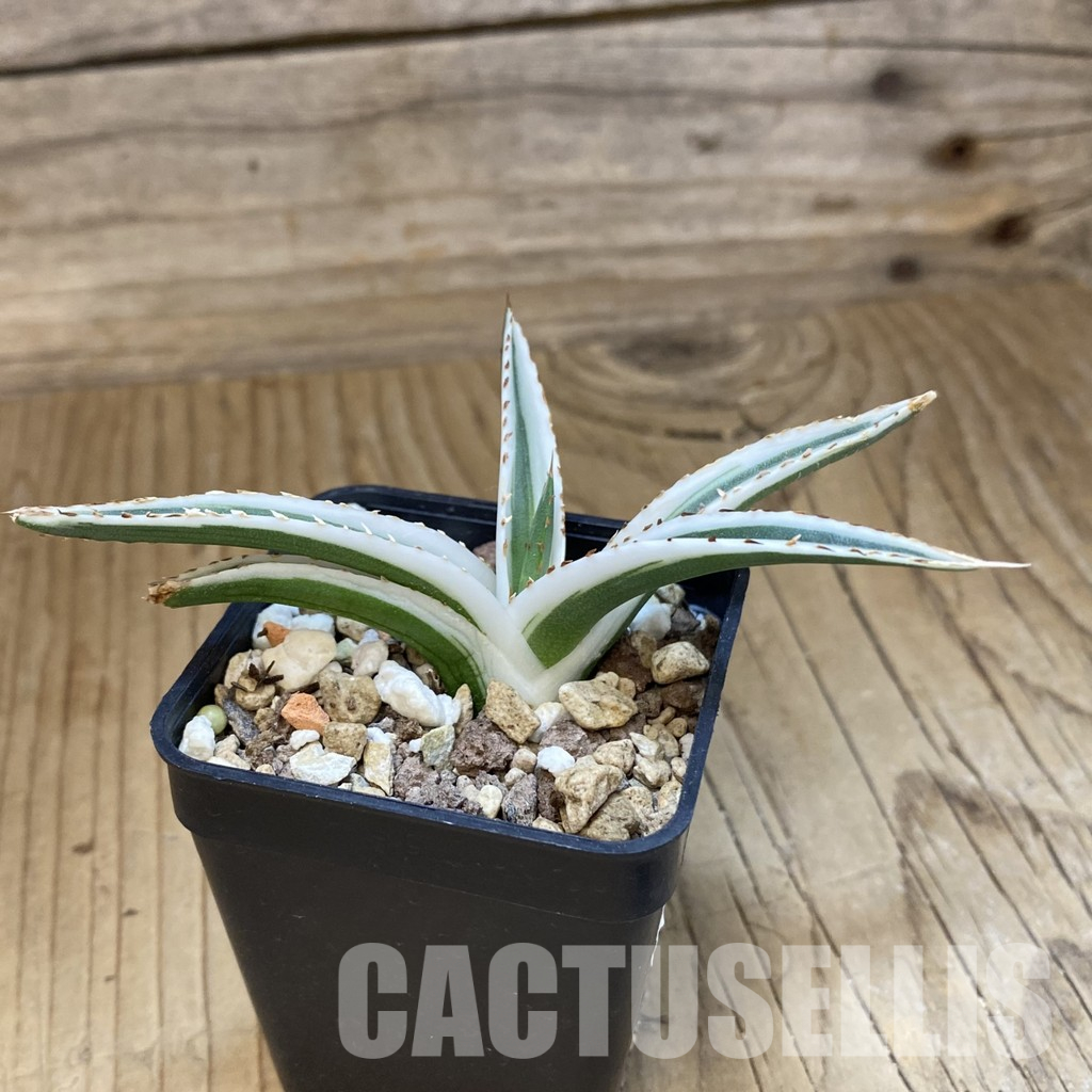 SH18914 Agave victoriae-reginae 'White Rhino'