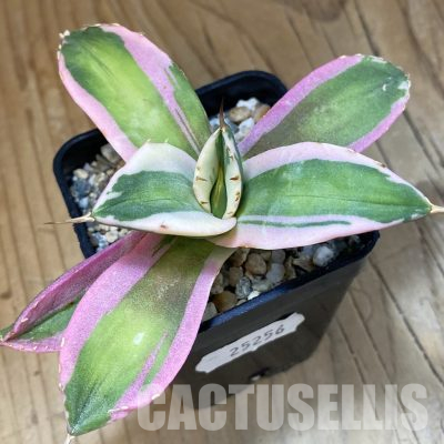 SH25256 Agave titanota f.variegata