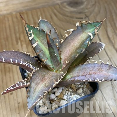 SH17816 Agave titanota ‘Red Catweazle’
