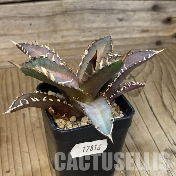 SH17816 Agave titanota 'Red Catweazle'