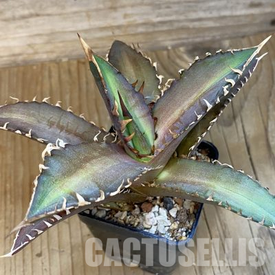 SH16025 Agave titanota „Red Catweazle“