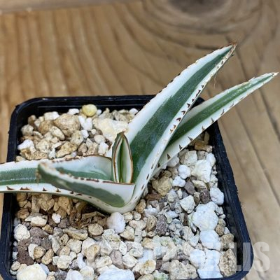 SH20000 Agave victoriae-reginae 'White Rhino'