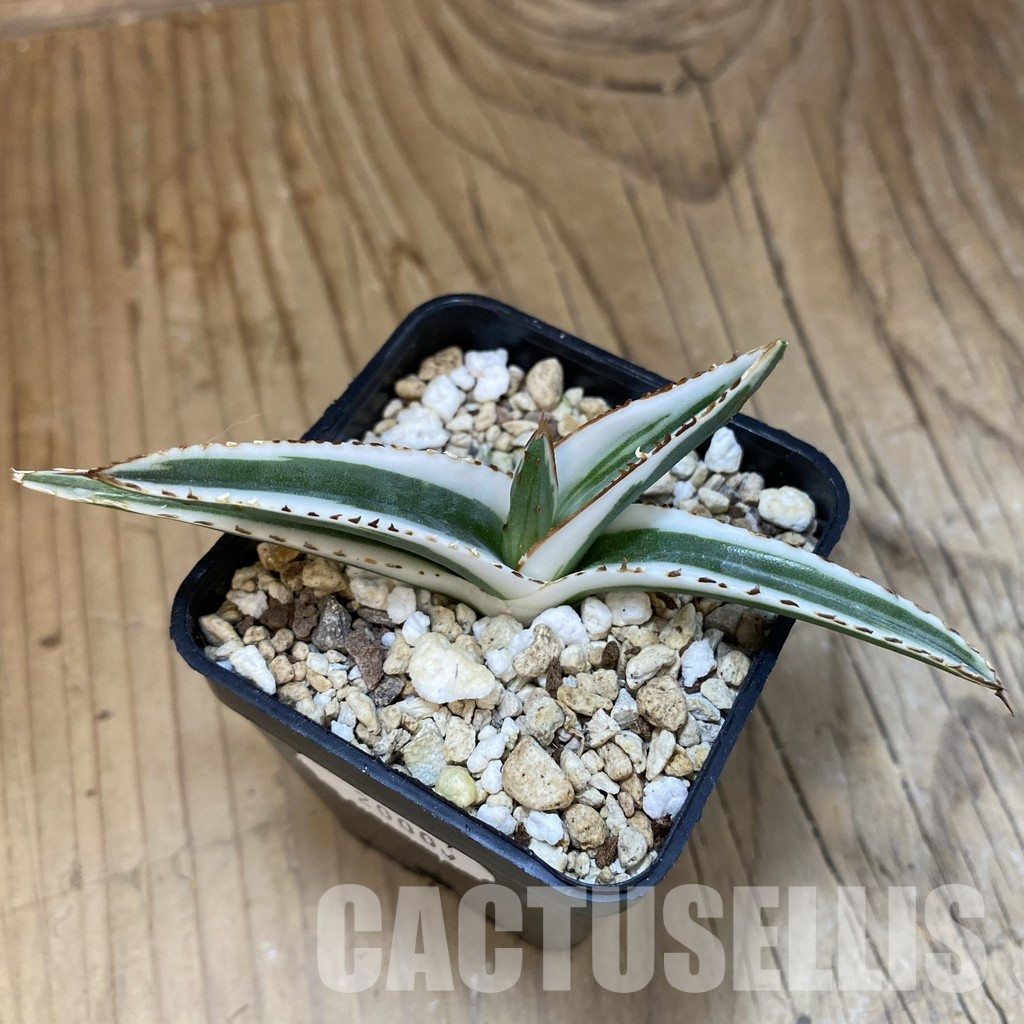 SH20000 Agave victoriae-reginae 'White Rhino' - Image 3
