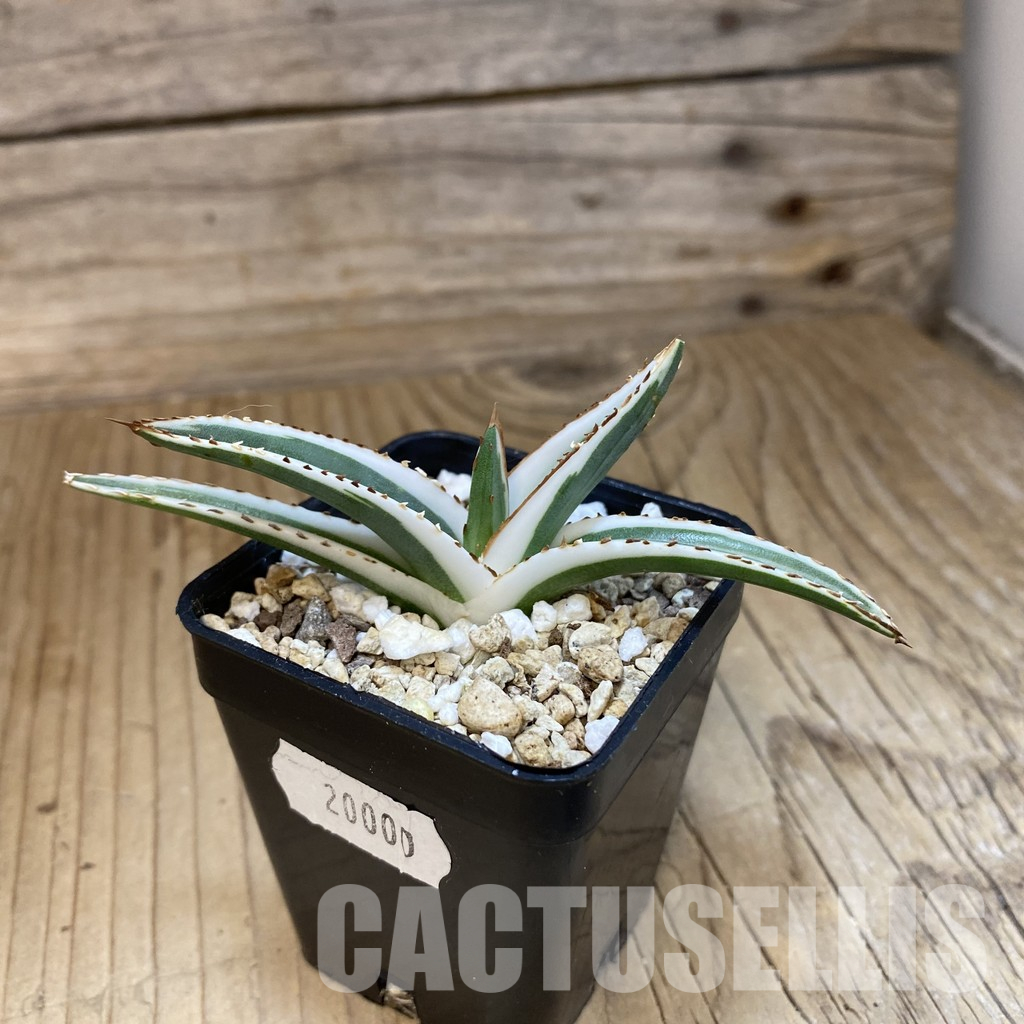 SH20000 Agave victoriae-reginae 'White Rhino' - Image 2