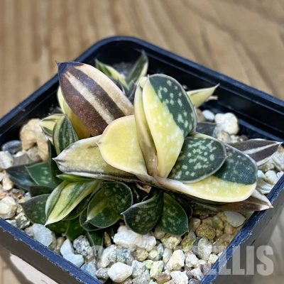 SH21418 Gasteria sp. f. variegata -Japan-