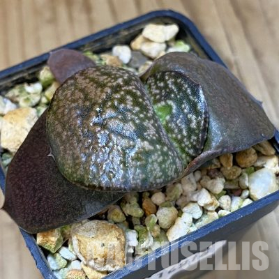 SH16916 Gasteria armstrongii hybrid, seedling