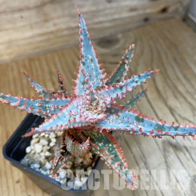 SH20930 Aloe TCT hybrid