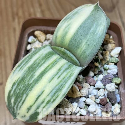 SH25917 Gasteria glomerata v. variegata